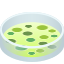 :petri_dish: 🧫