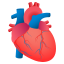 :anatomical_heart: 🫀